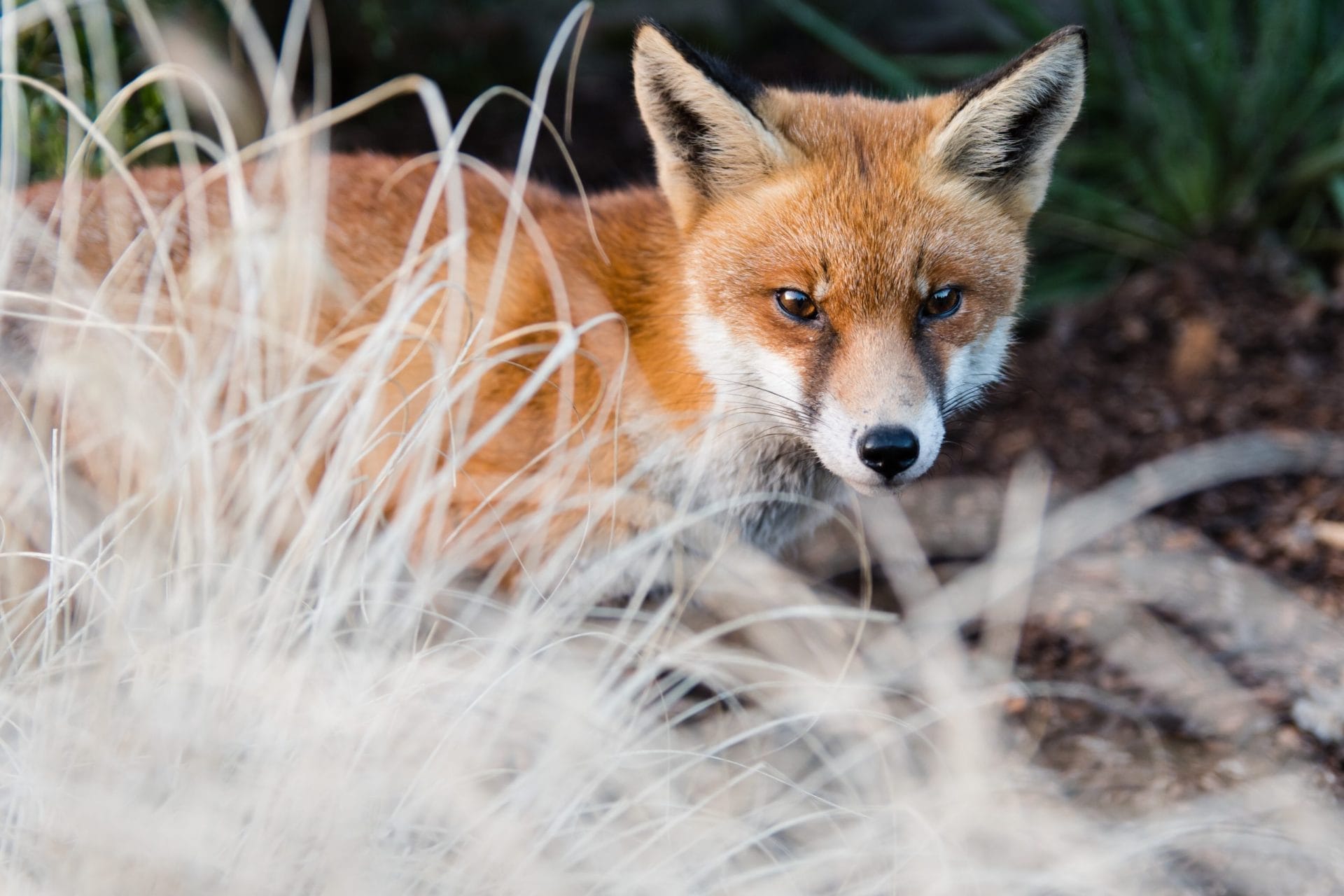 Fox