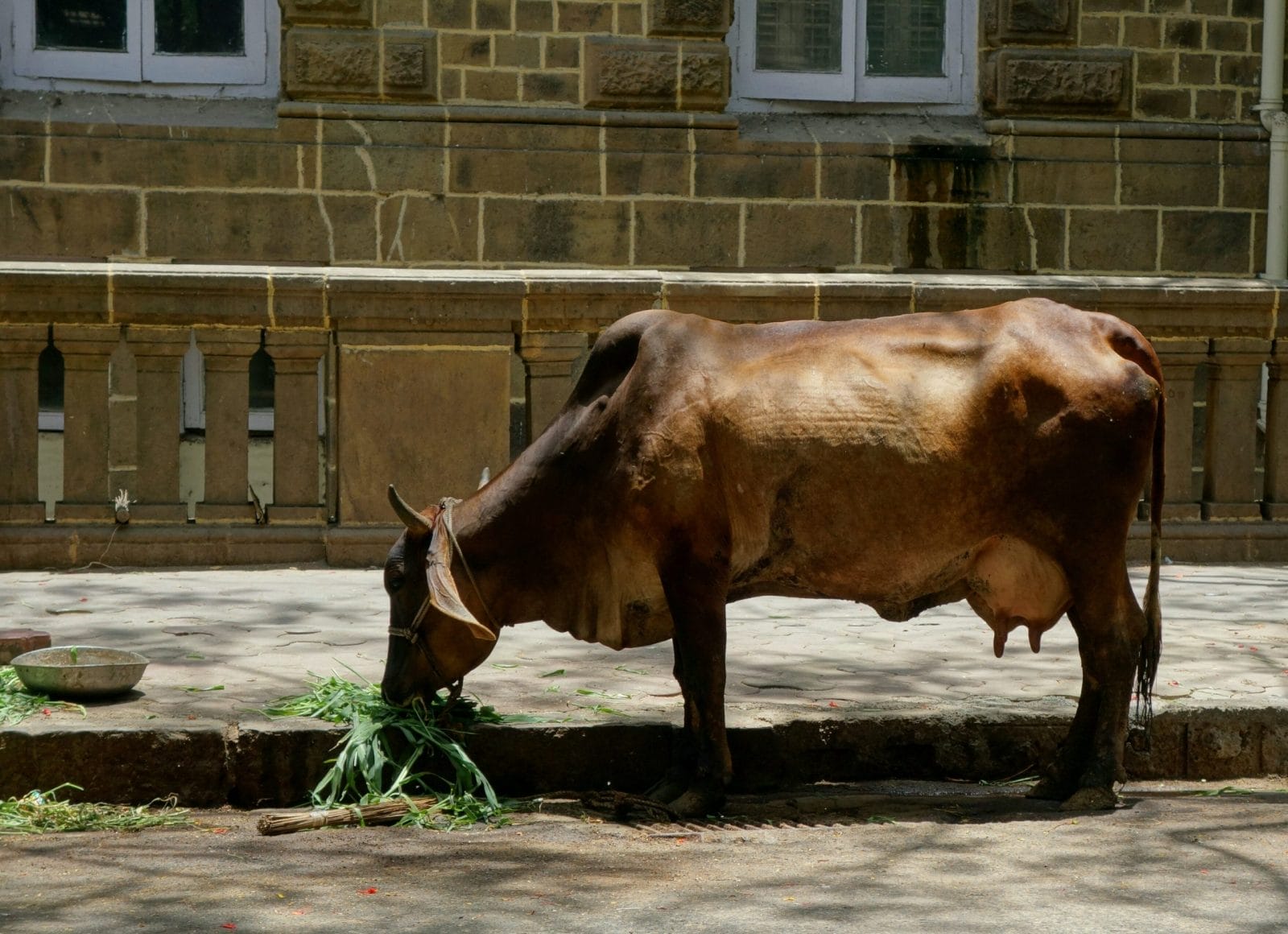 cow in mumbai street