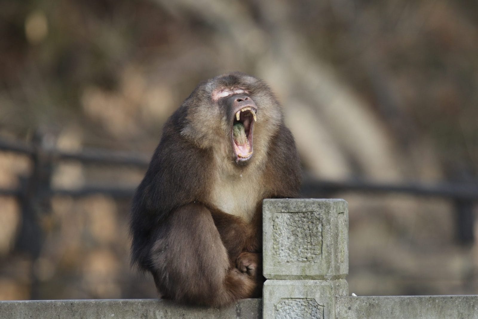 tibetan macaque