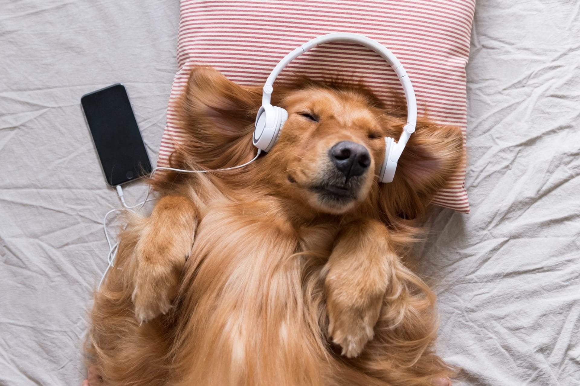 Golden retriever with headphones on