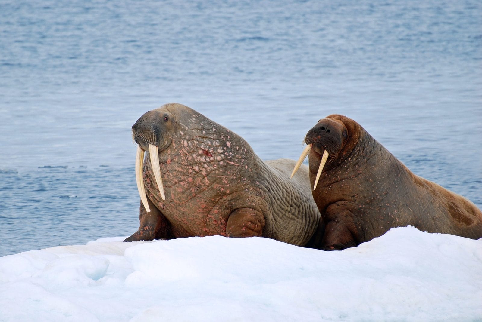 walruses
