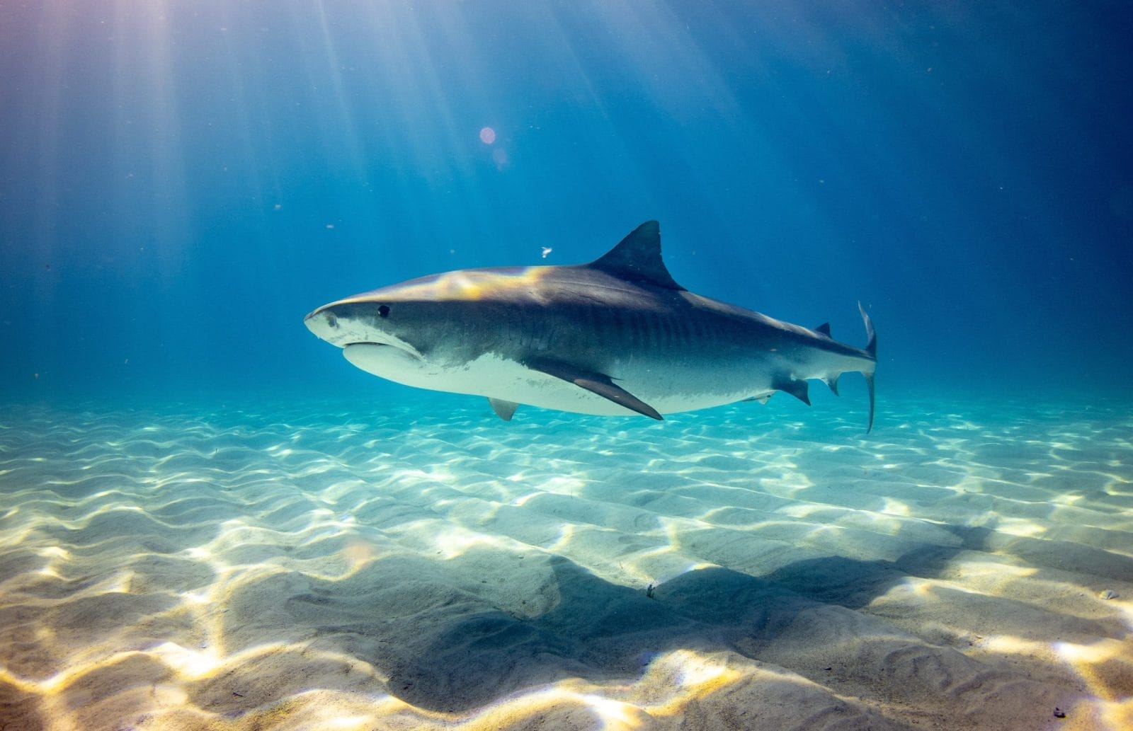 A picture of a shark swimming in the sea