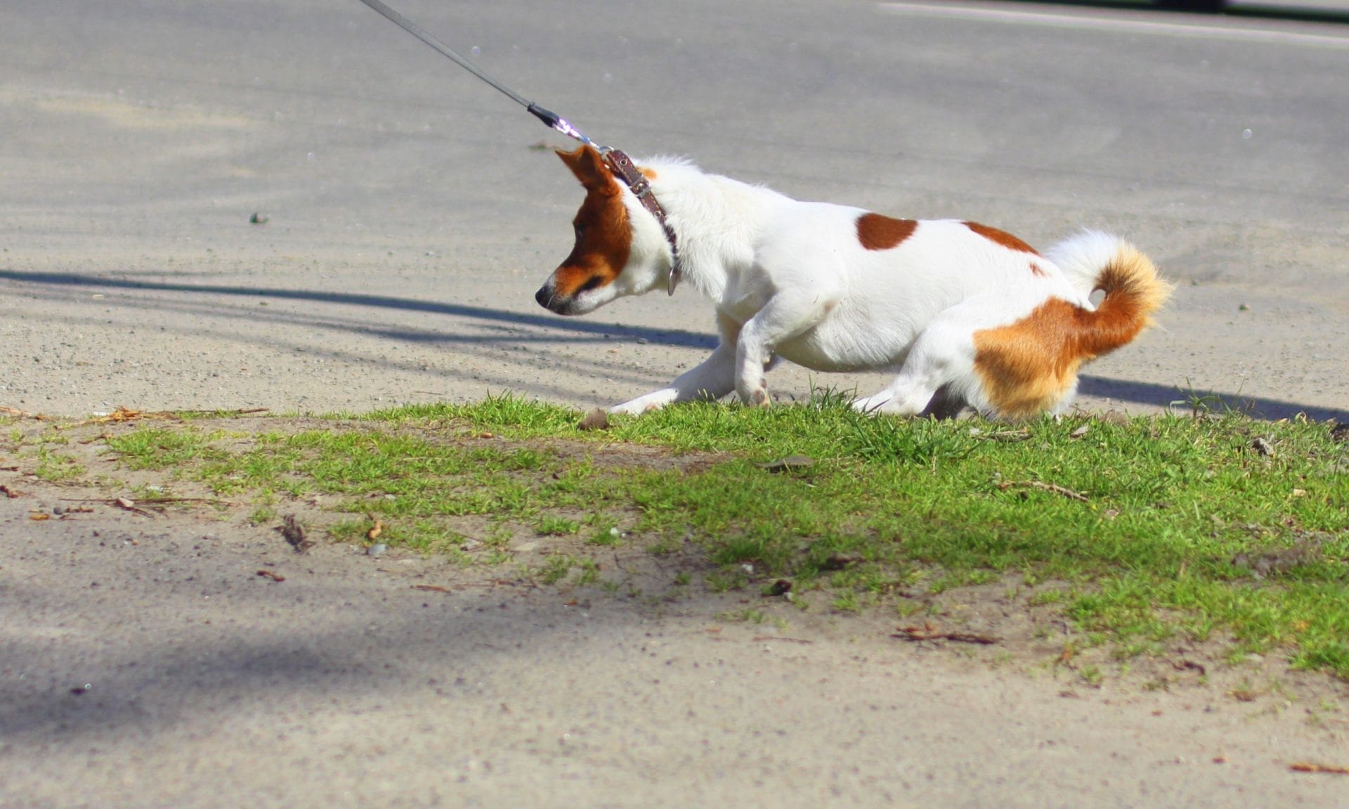 Dog being pulled by leash