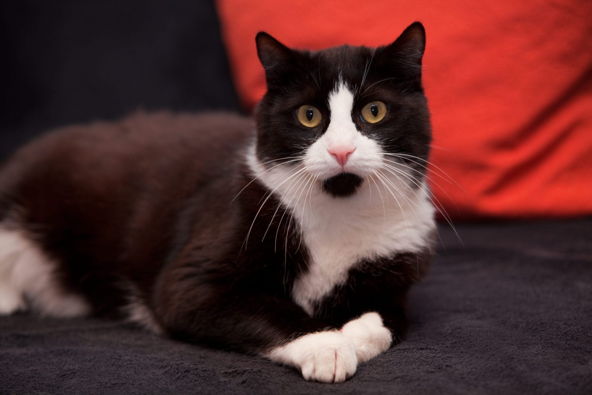 Black and white cat