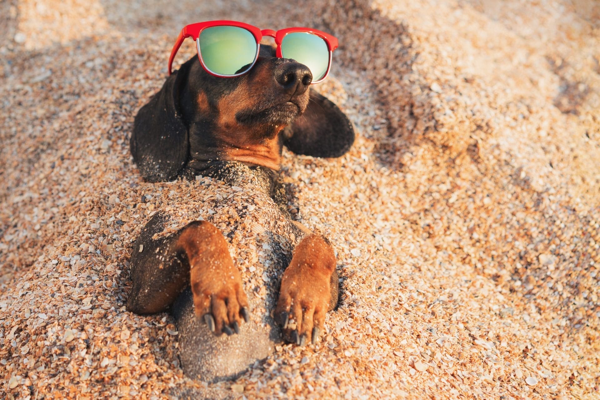Dog with sunglasses on buried in the sand