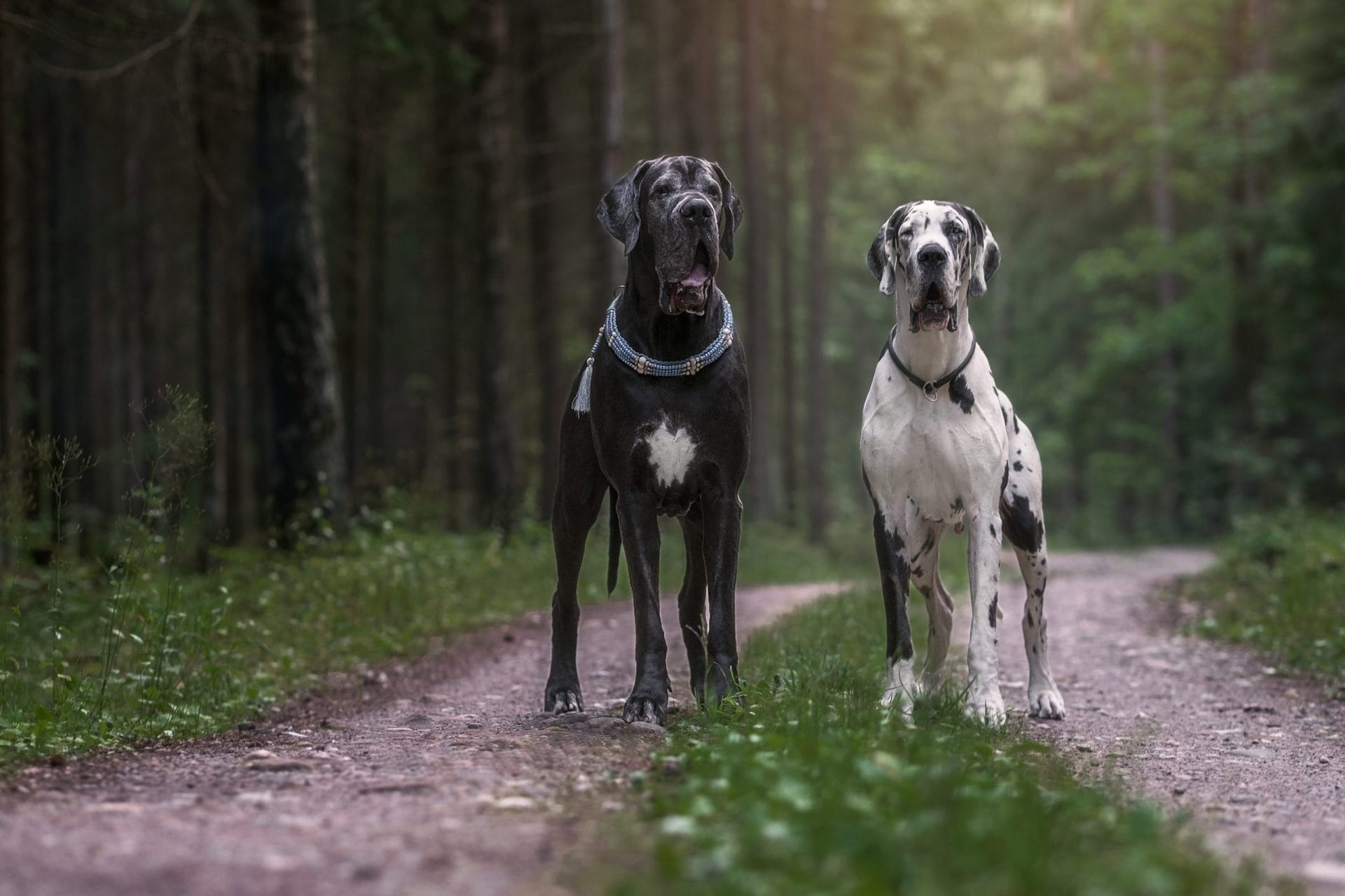 Great danes