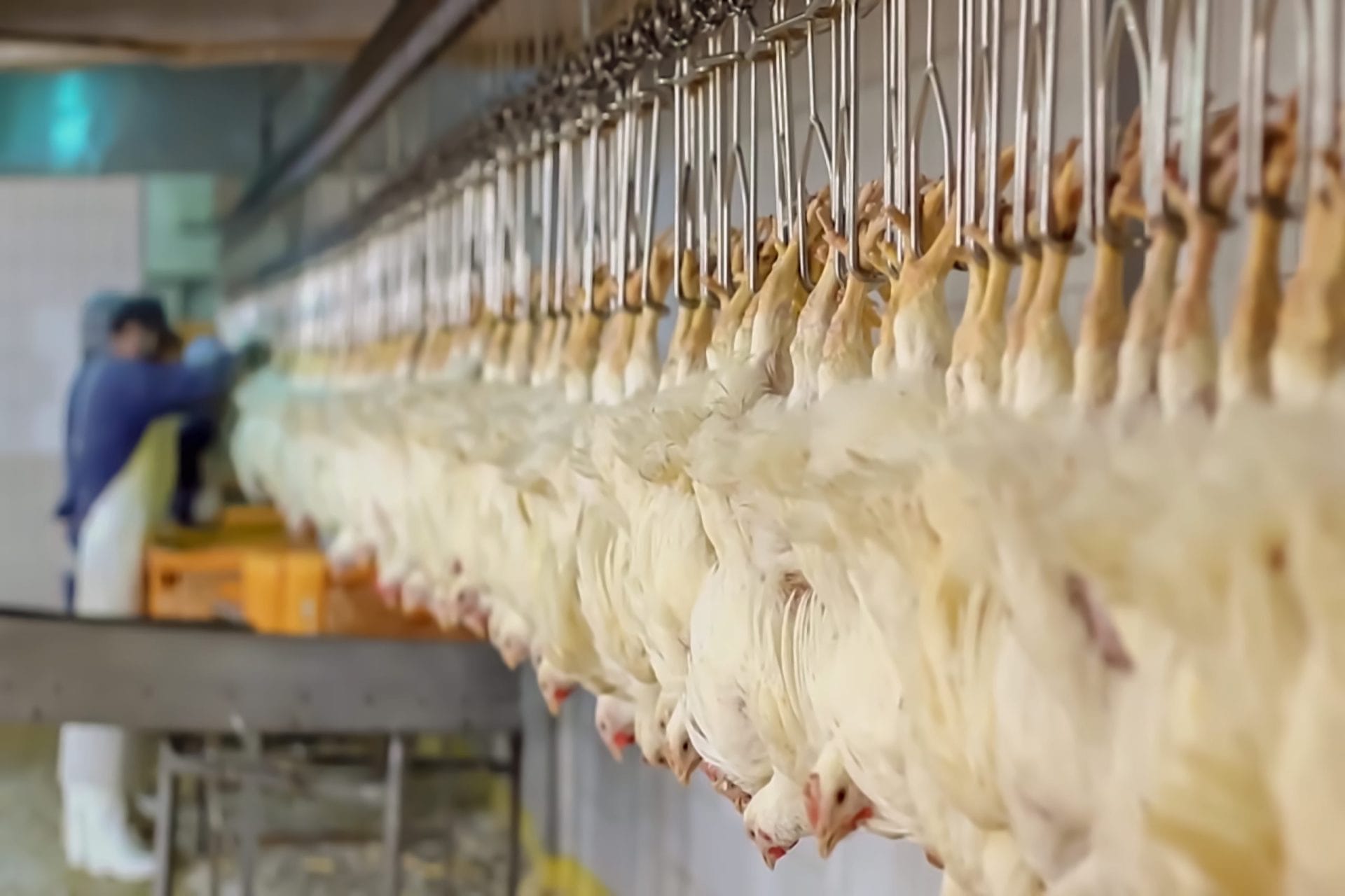 Chickens at a slaughterhouse