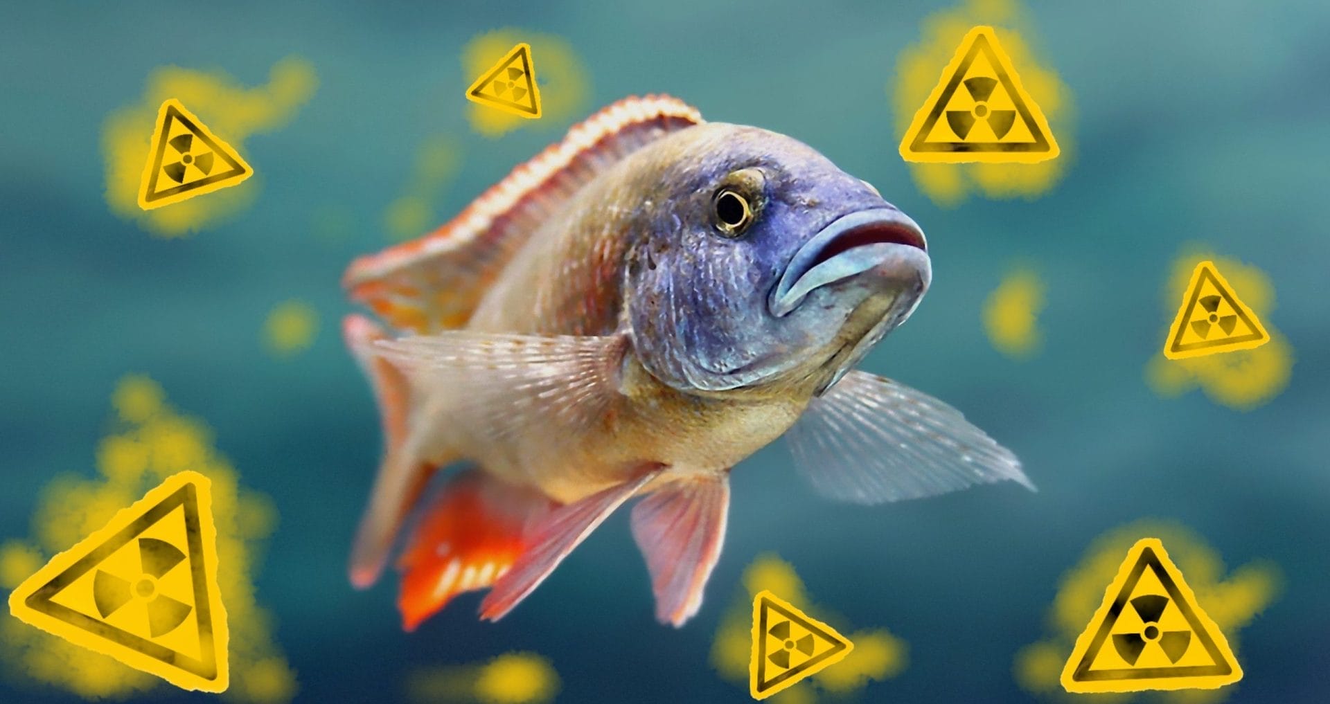 Fish swimming in radioactive water