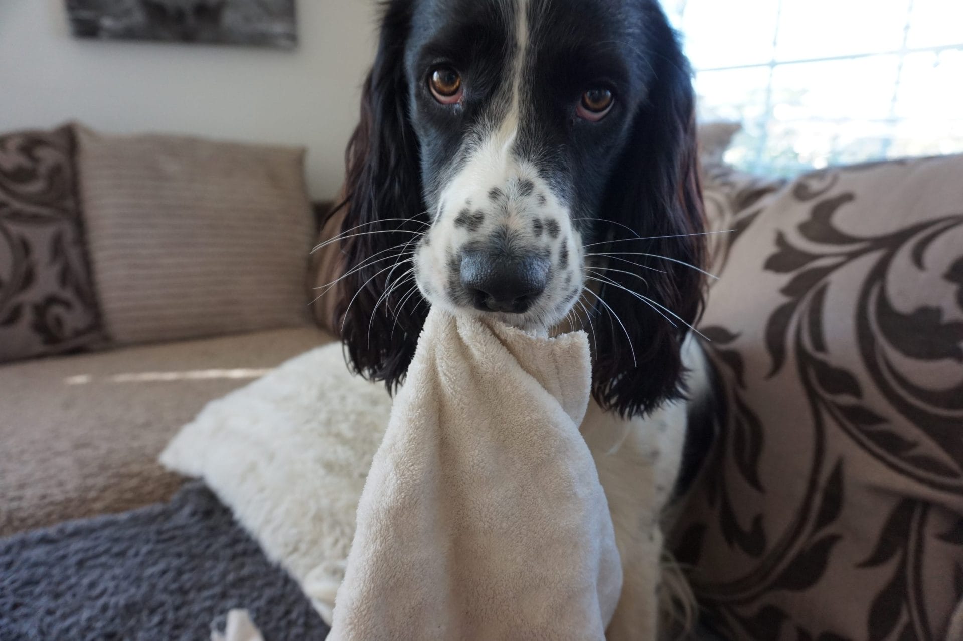 Dog chewing on blanket