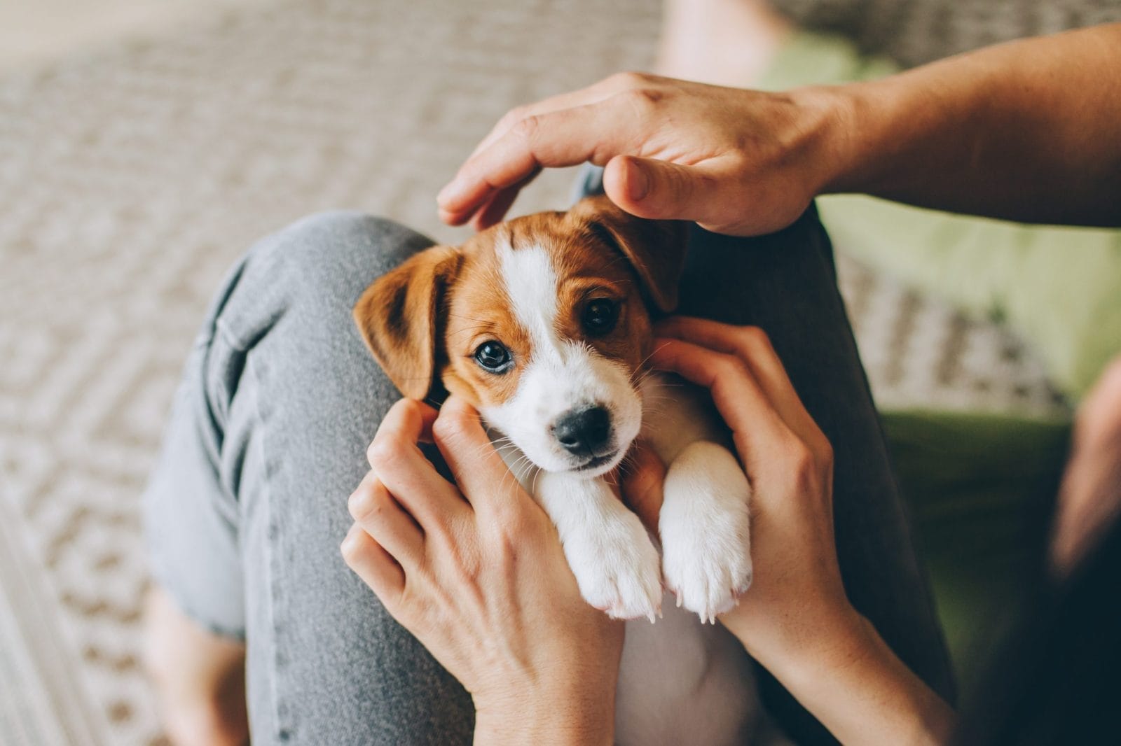 puppy being held by person