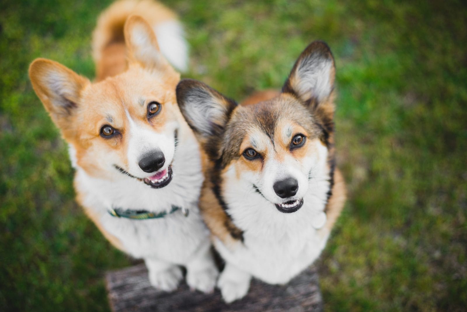 two dogs