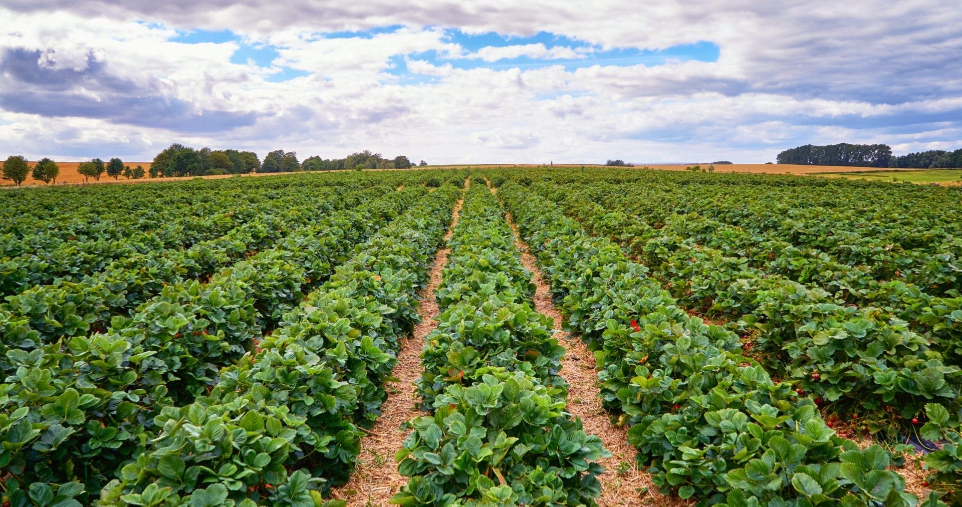 Strawberry crops