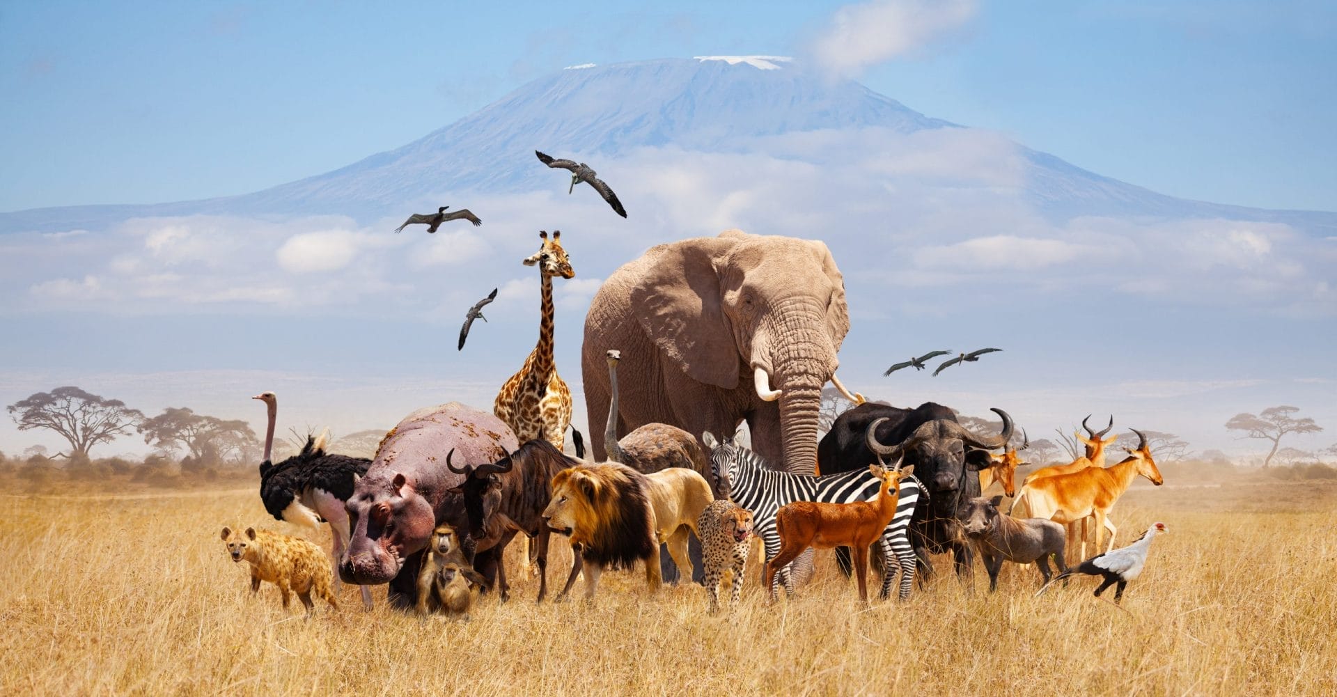 A variety of animal grouped together in a field