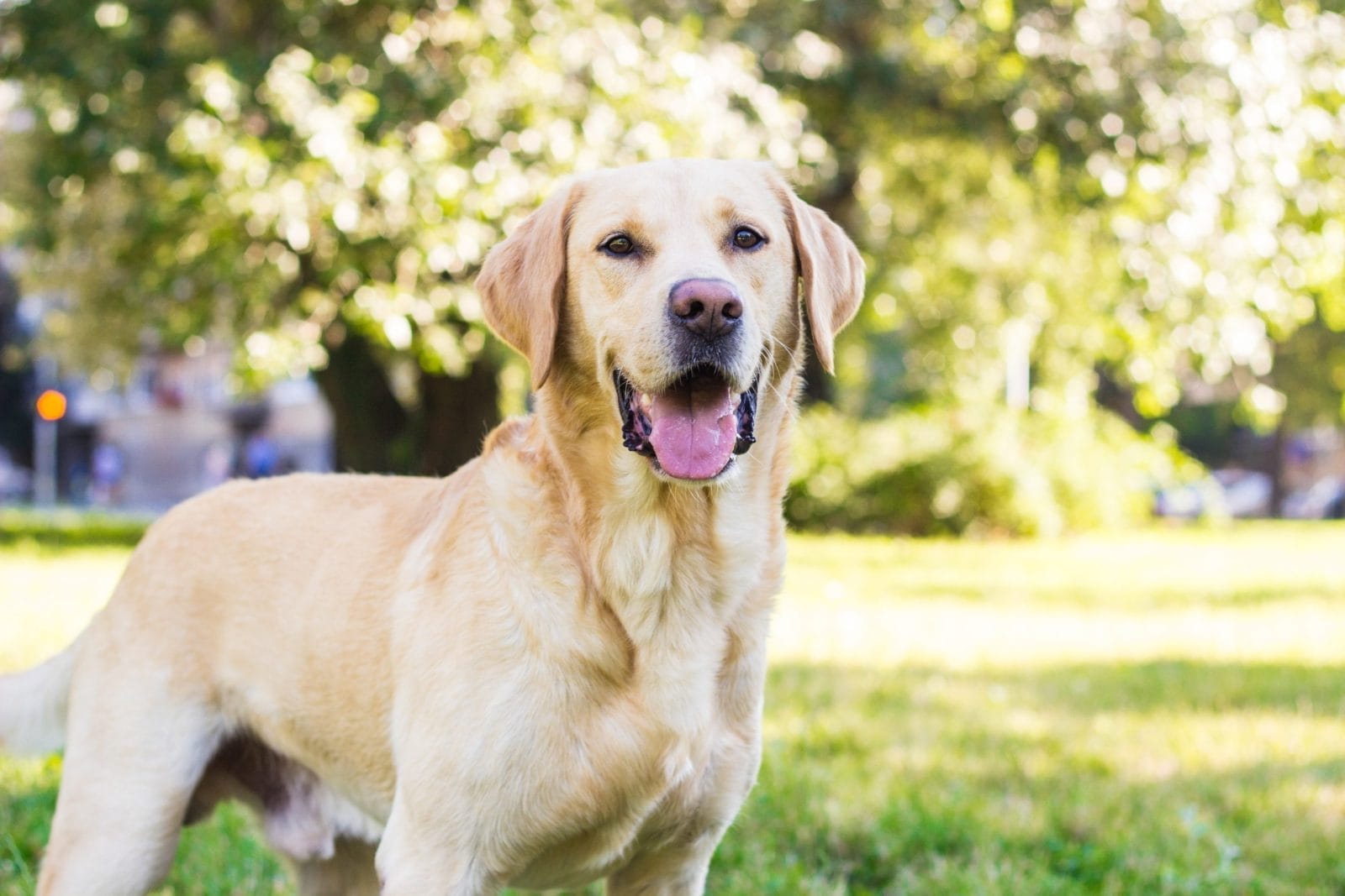 Yellow Labrador Retriever smiling and standing against a green outdoor background.
