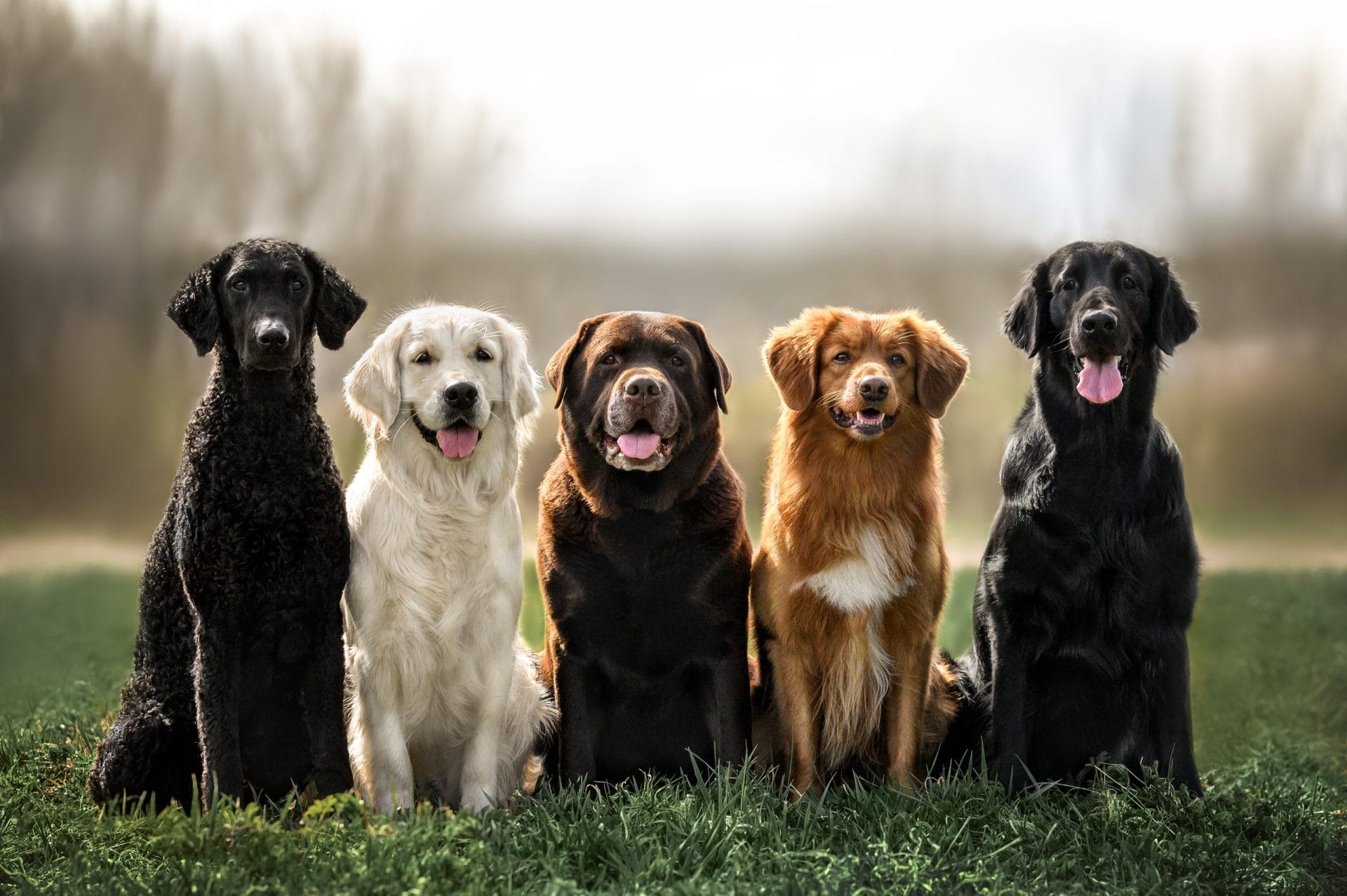 Five dogs sitting in a row