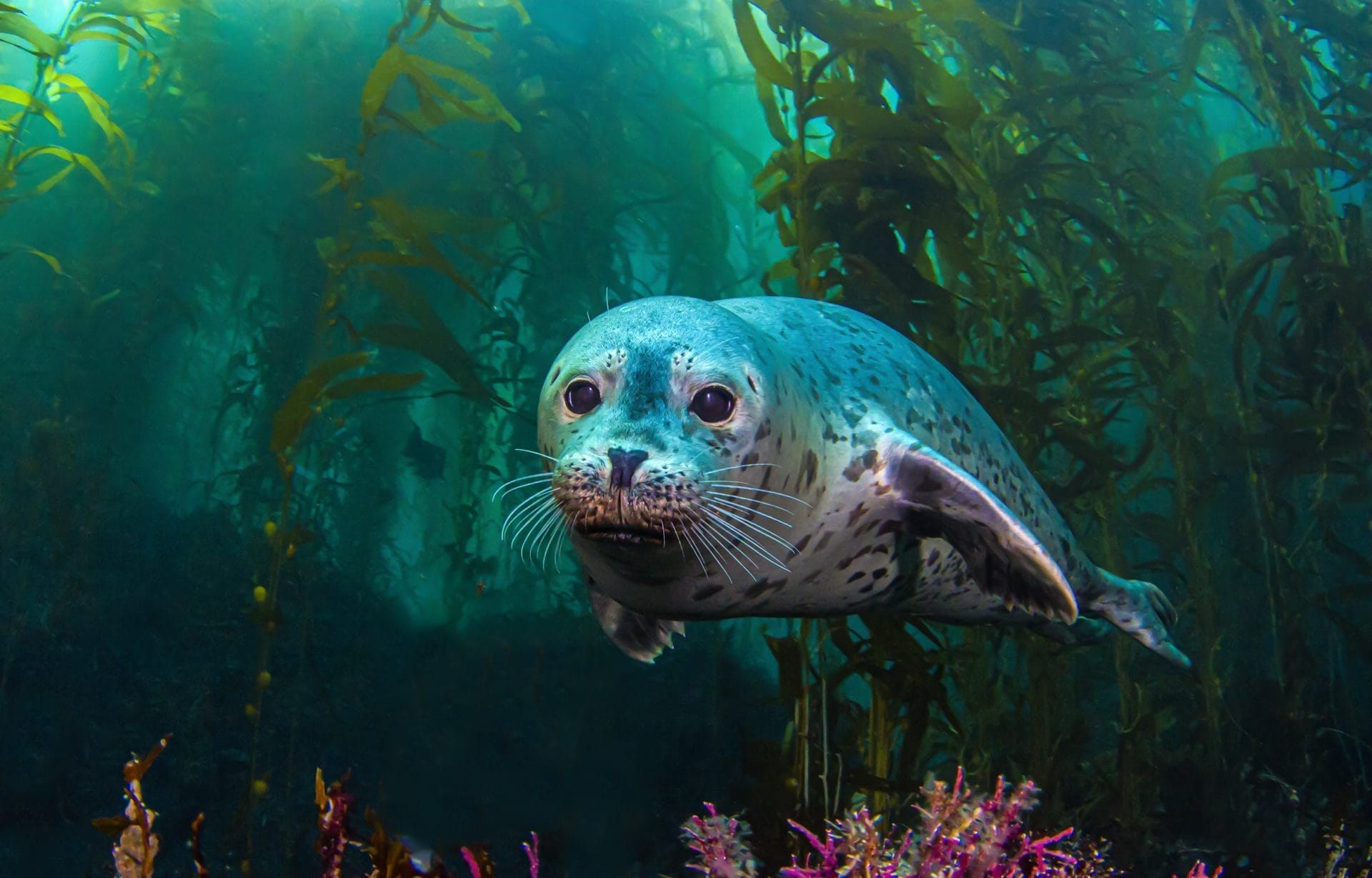 Seal underwater