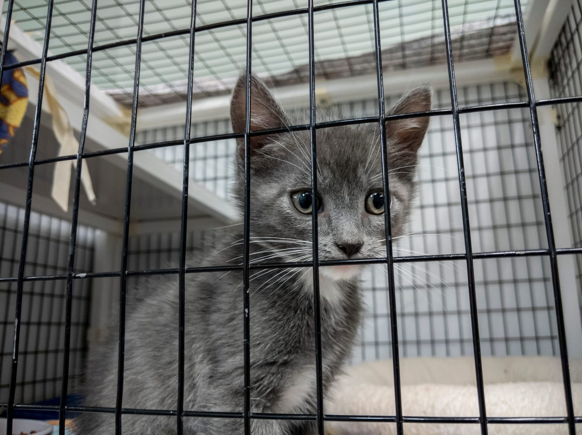Kitten in cage at shelter
