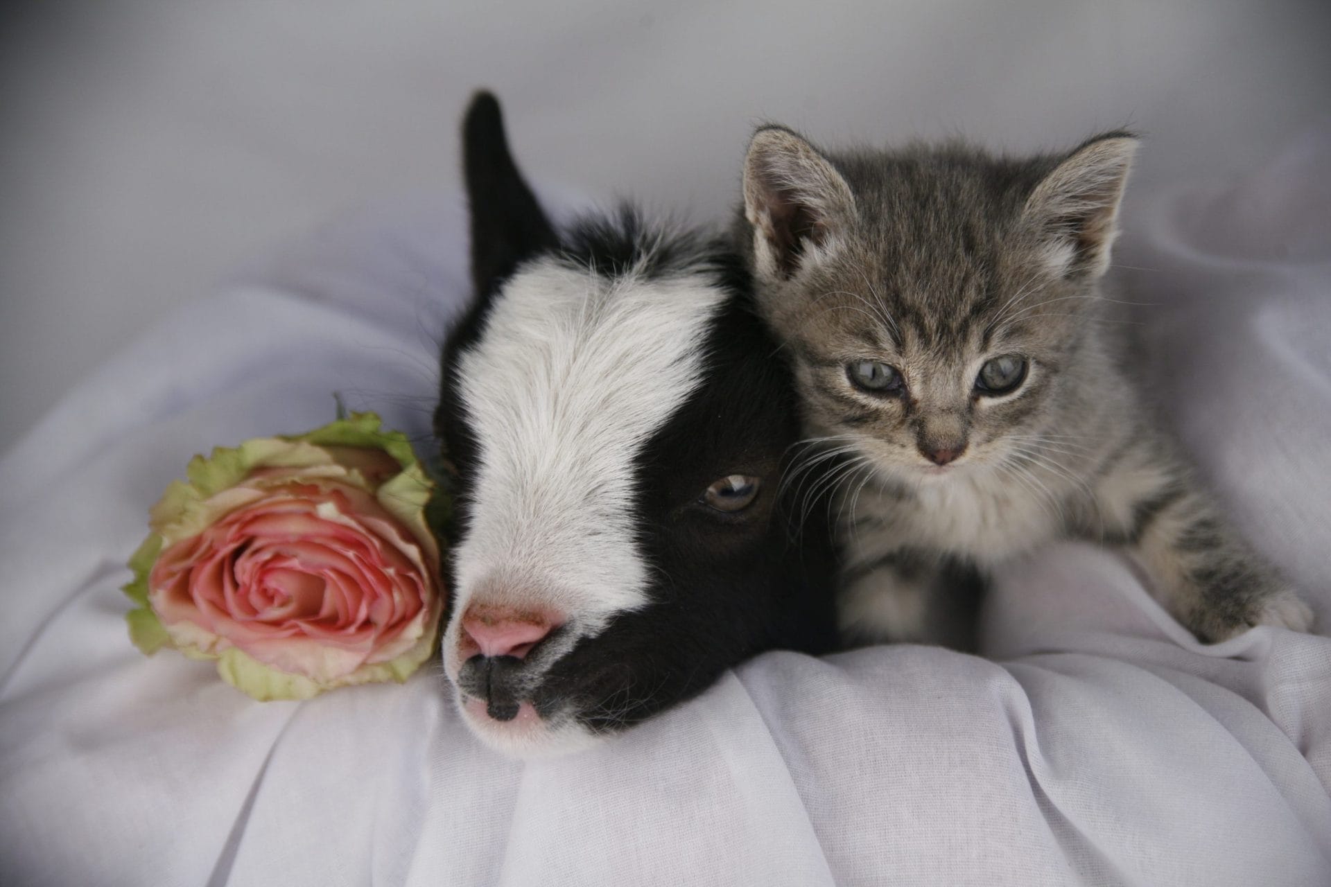 Goat and kitten