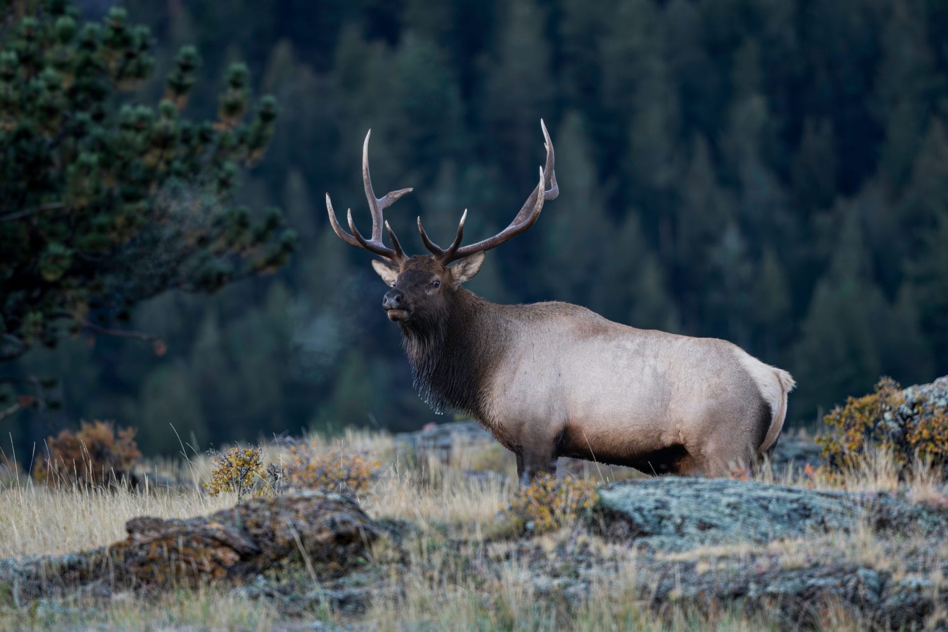 Bull Elk