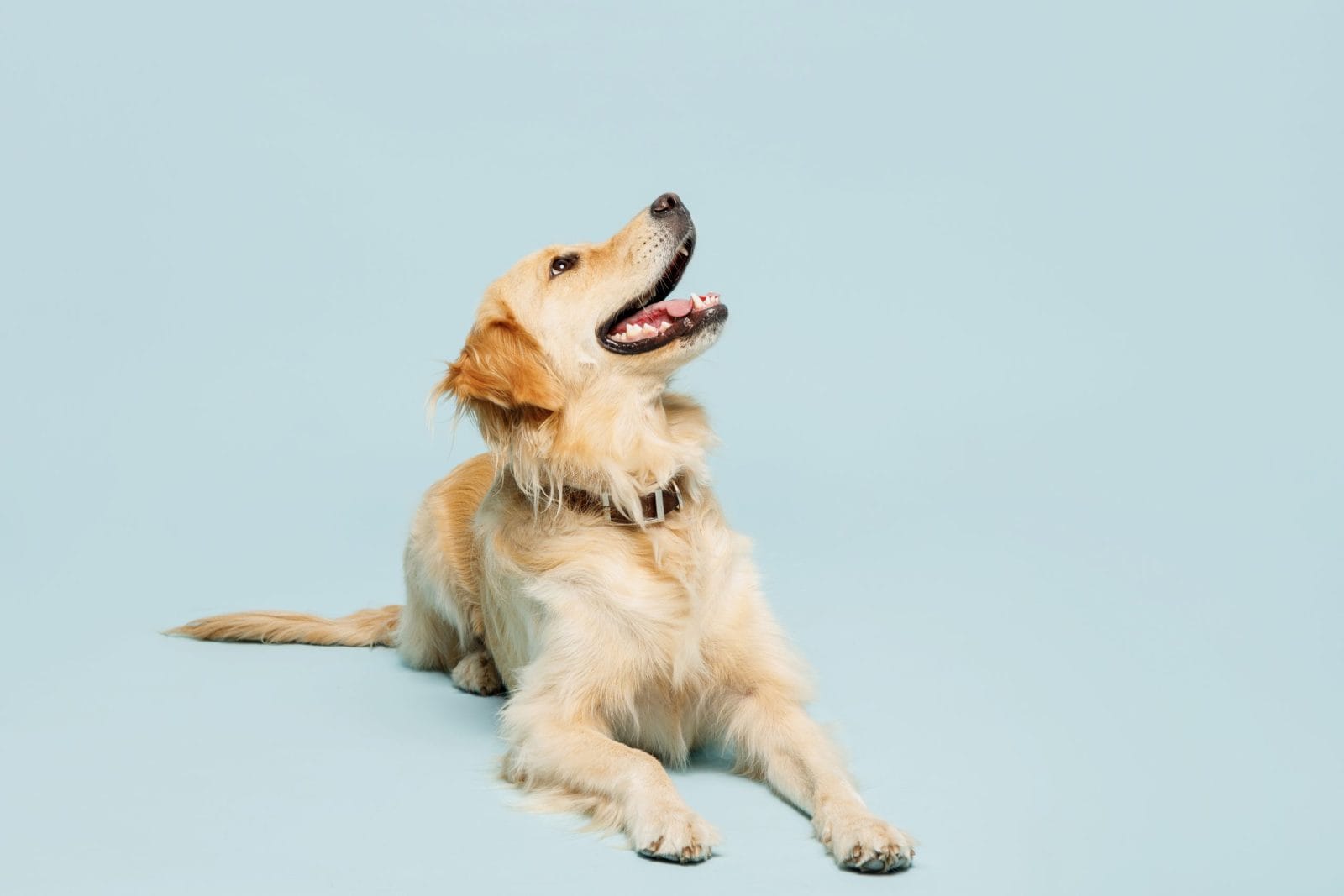 Full body cutie adorable lovely purebred golden retriever Labrador dog laying down isolated on plain pastel light blue background studio portrait. Taking care about animal pet, canine breed concept