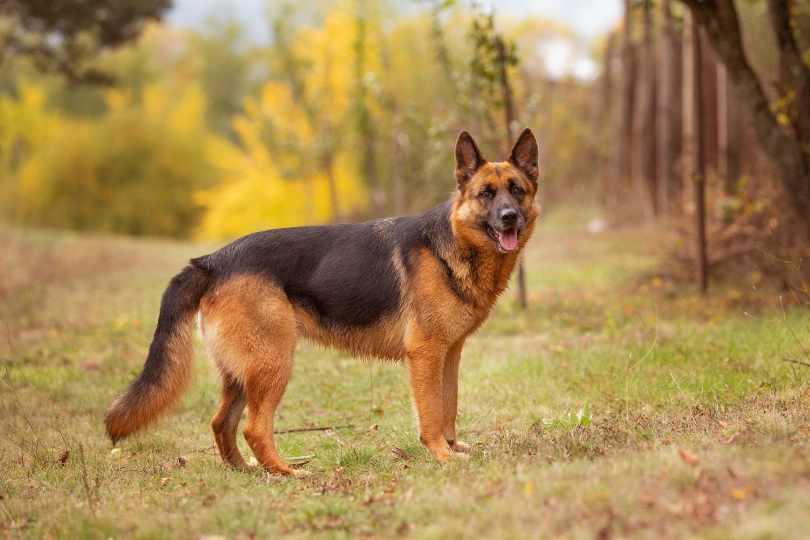 Adorable German shepherd standing in autumn park