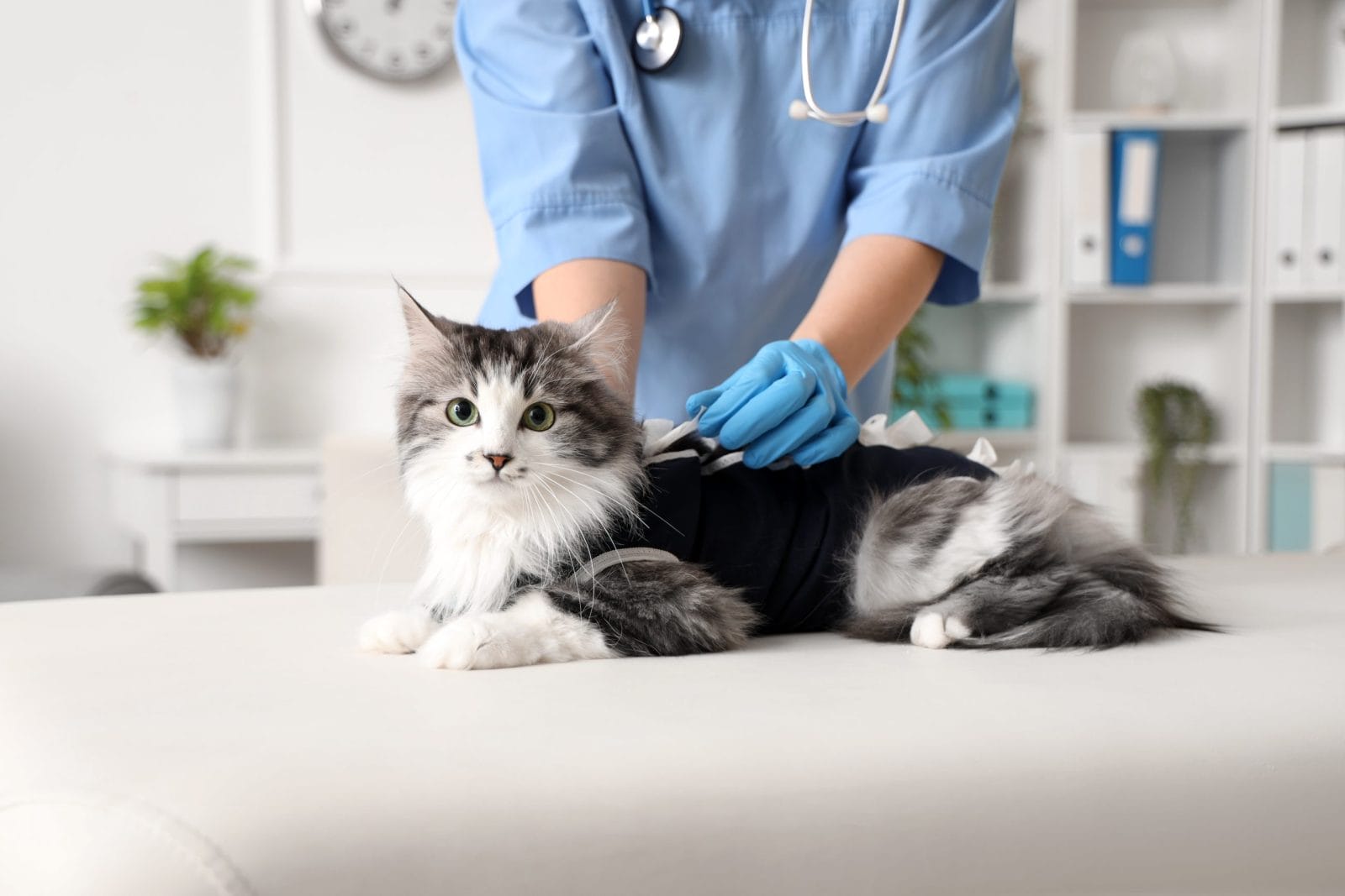 Veterinarian examining cute cat wearing recovery suit after sterilization in vet clinic