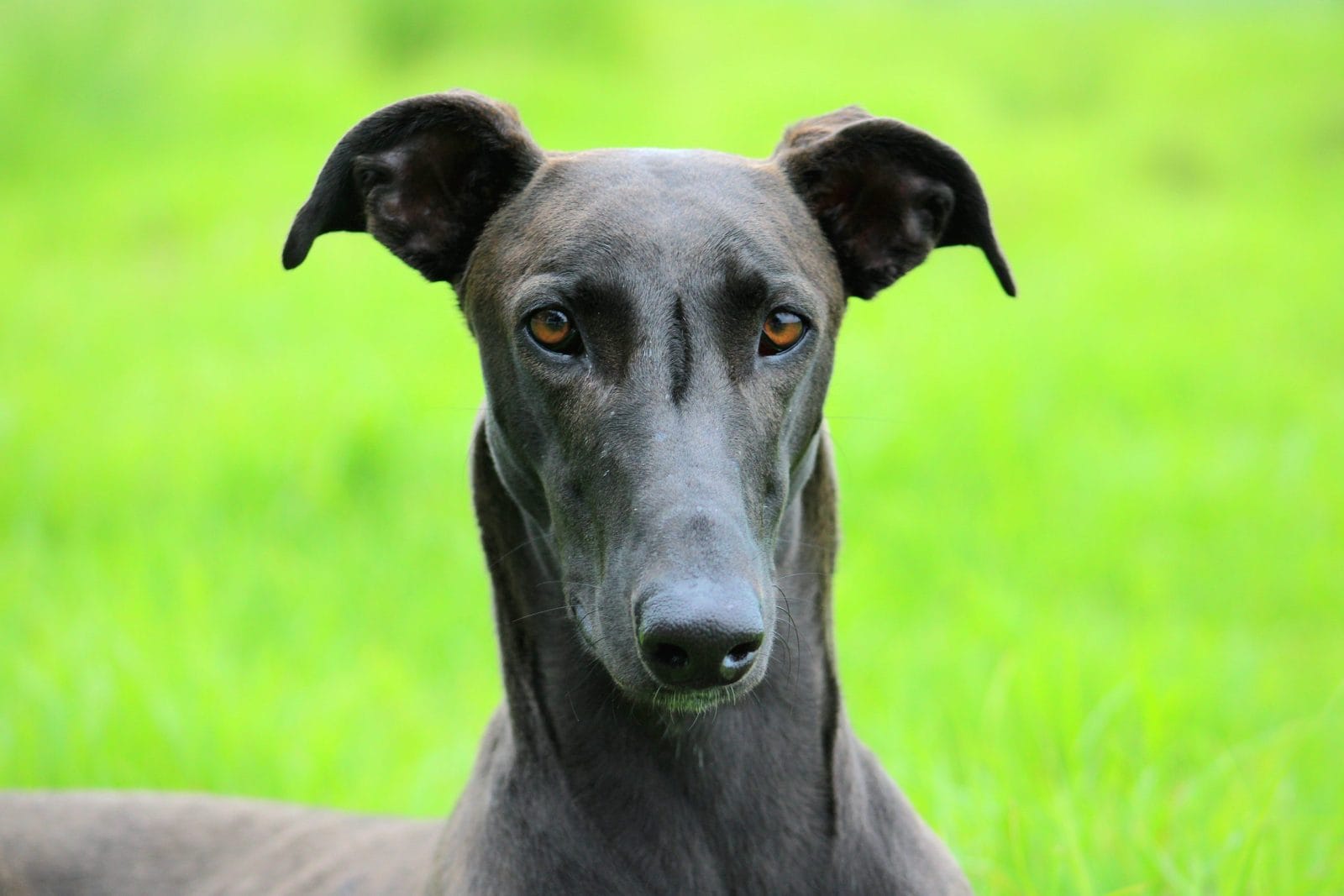 Beautiful black greyhound close-up staring into the camera with brown eyes
