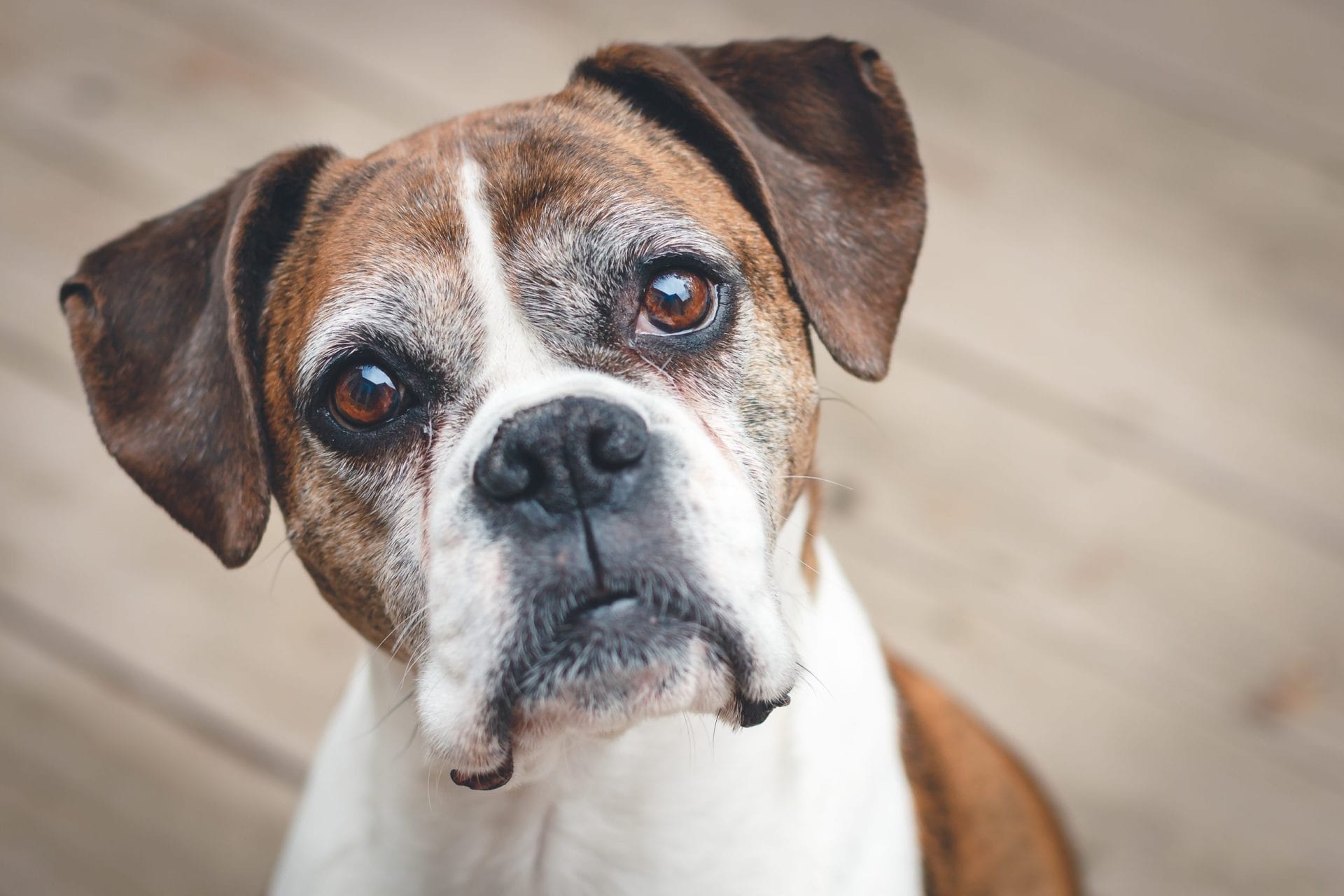 Senior dog