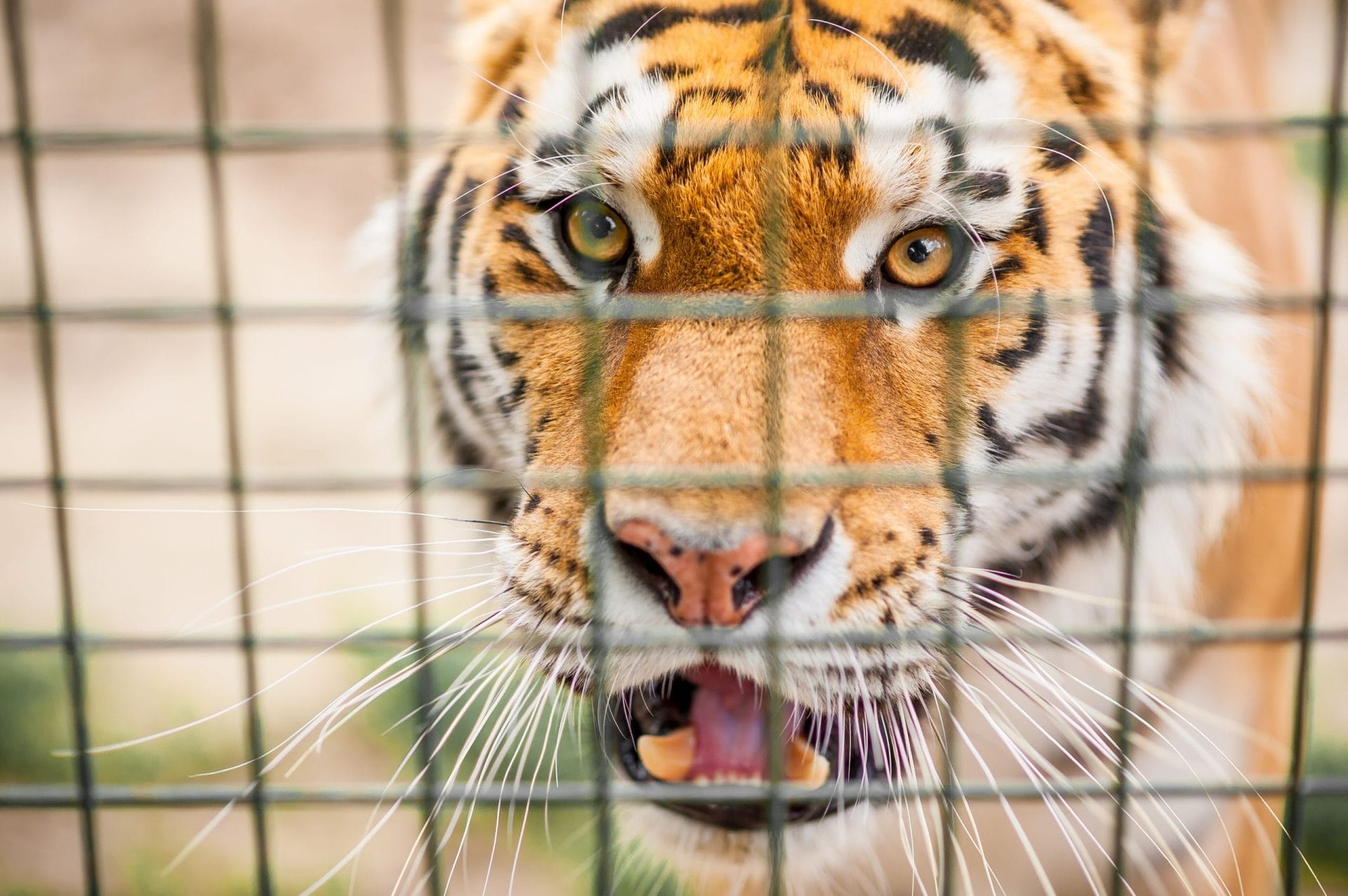 Captive tiger