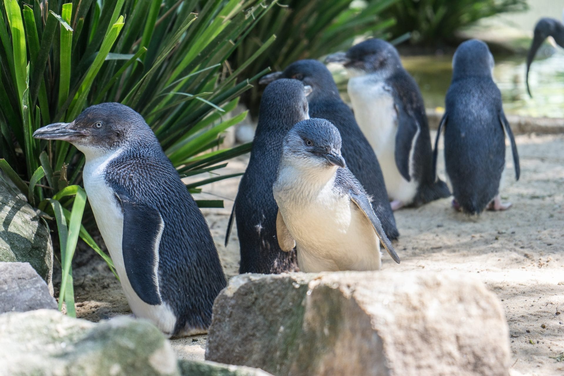 Little penguins