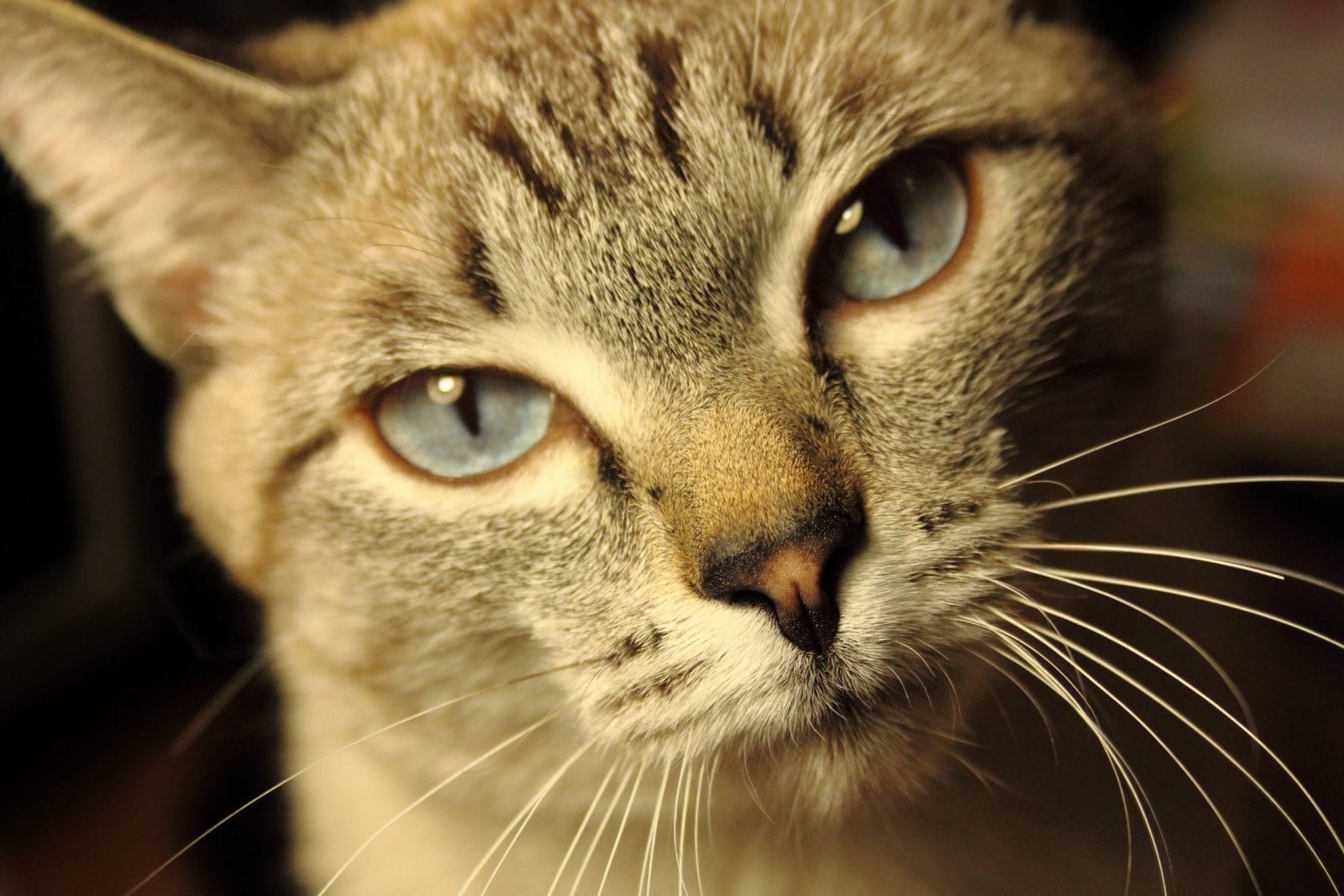 Adorable Siamese Mix cat
