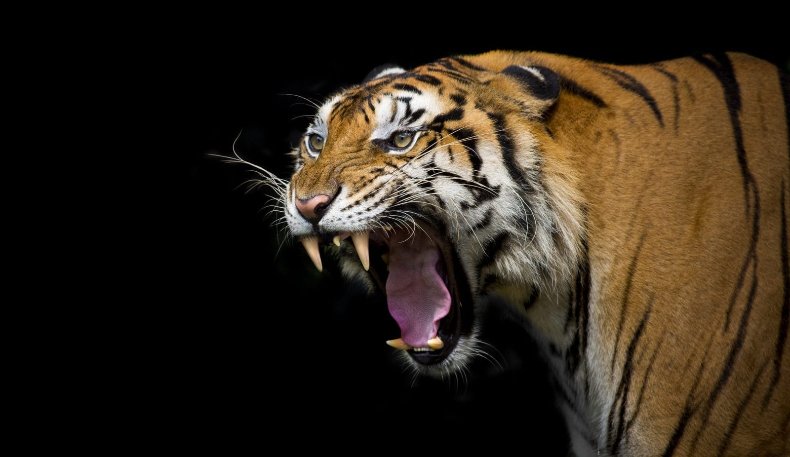 tiger roaring