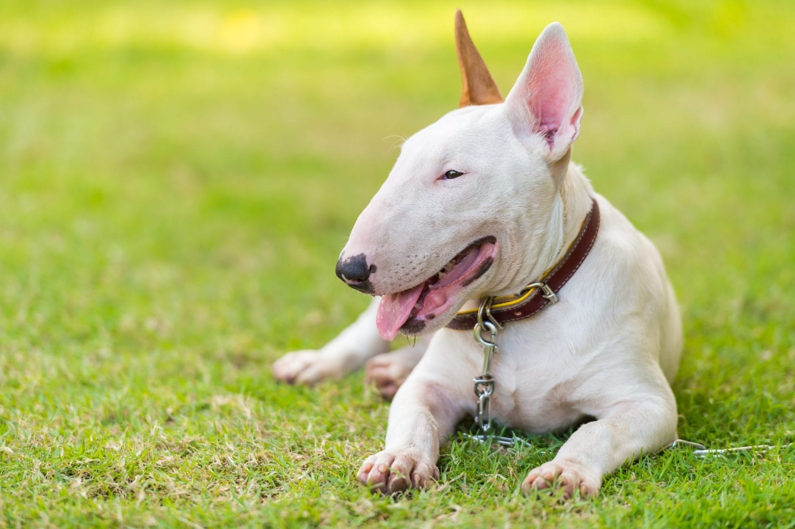 Bull Terrier laying on grass