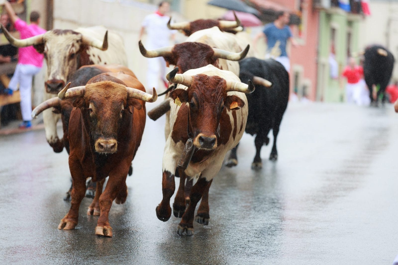 bulls running through streets