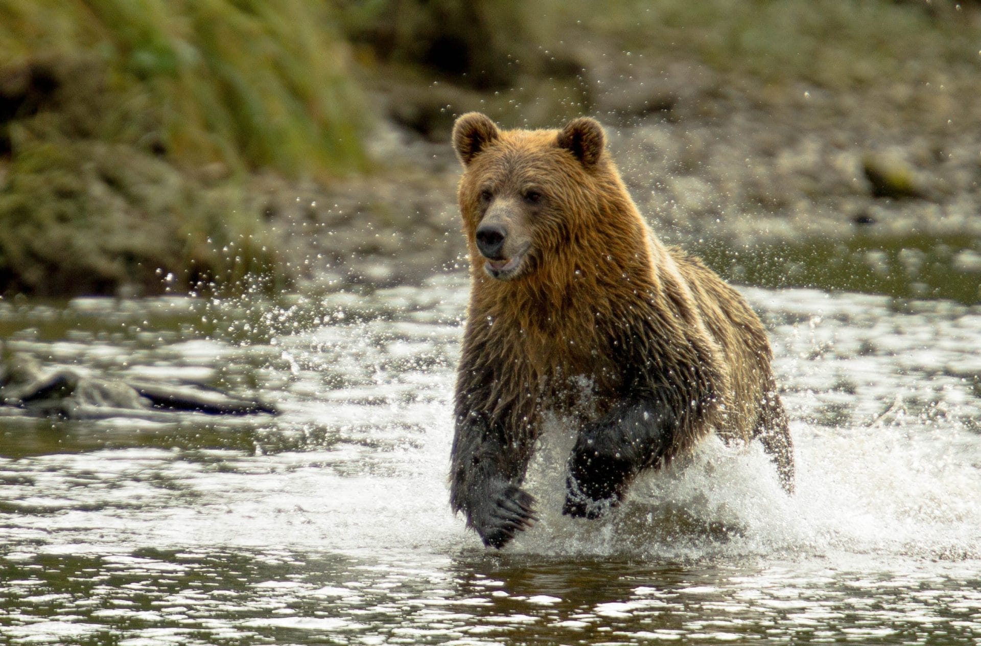 Grizzly bear
