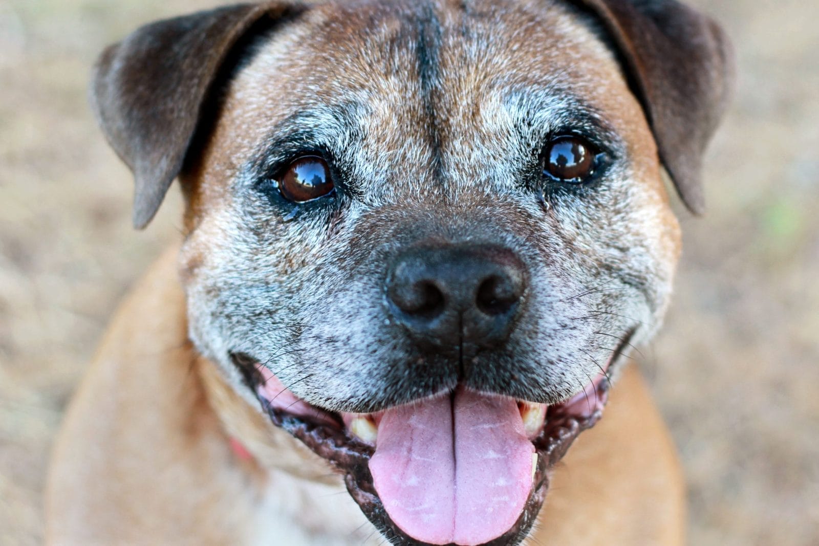 senior dog smiling