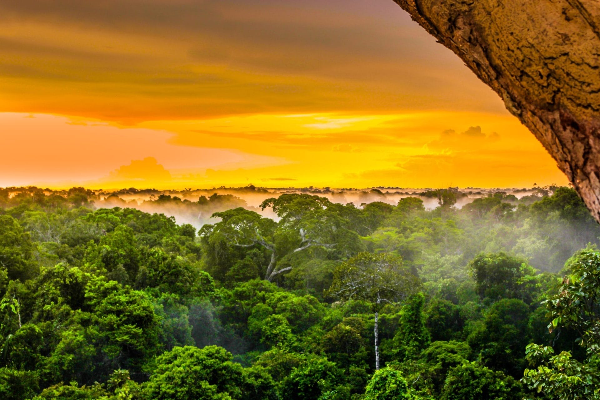 Amazon Rainforest sunset