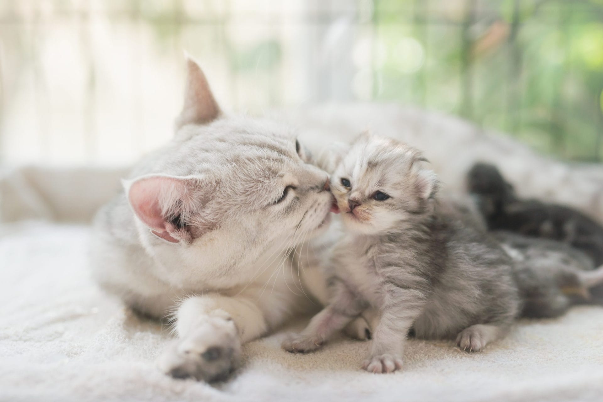 Cat and kitten