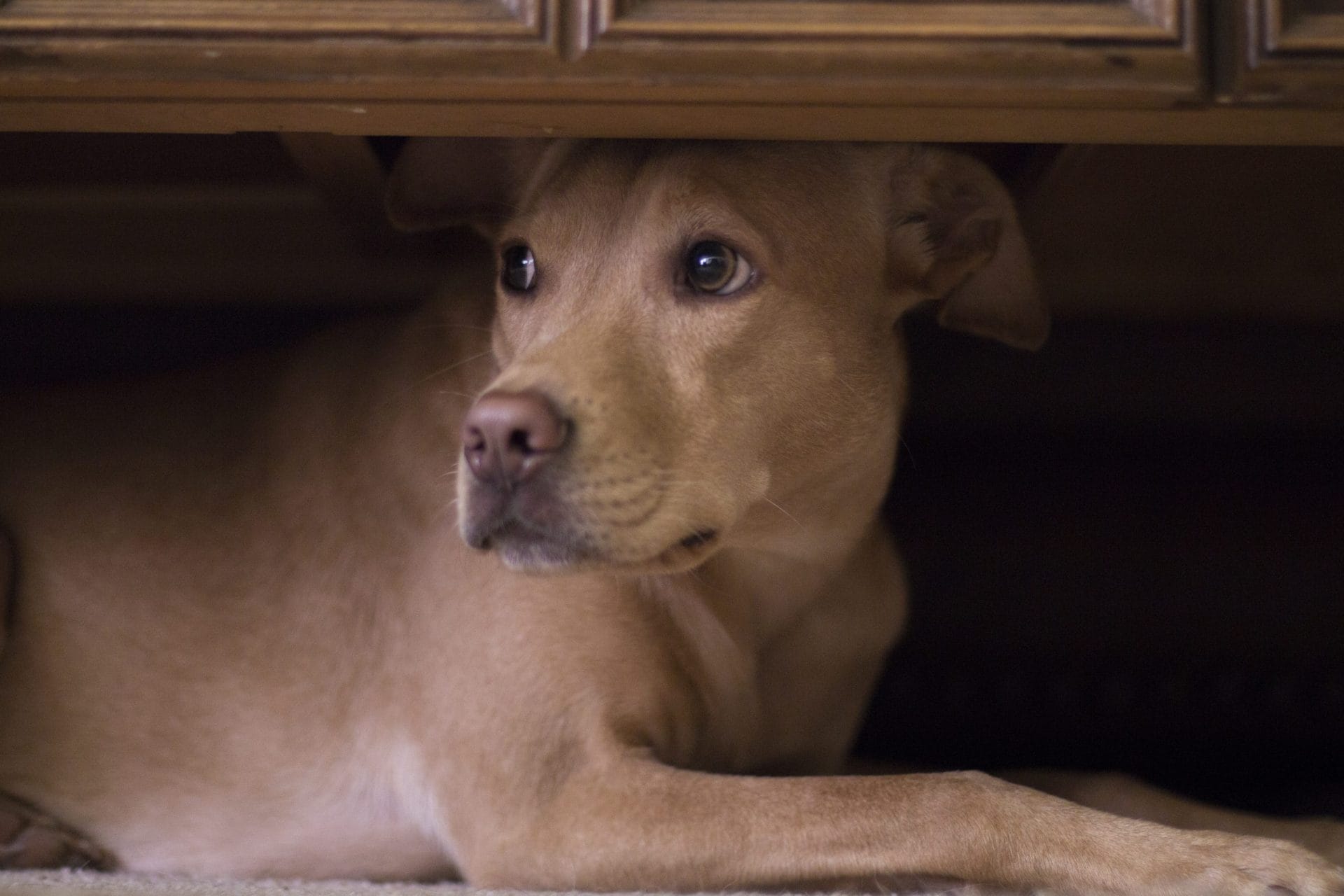 Scared dog hiding