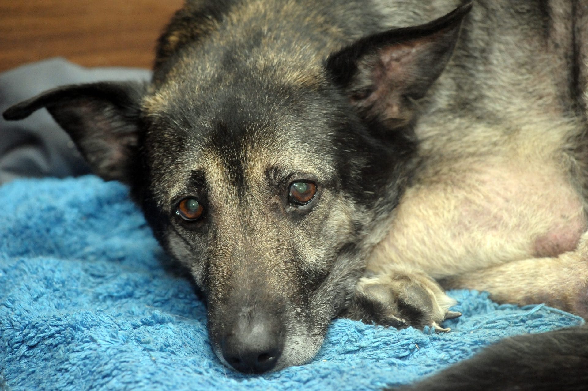Sad-looking dog