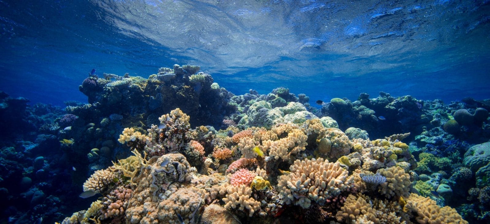 coral reef