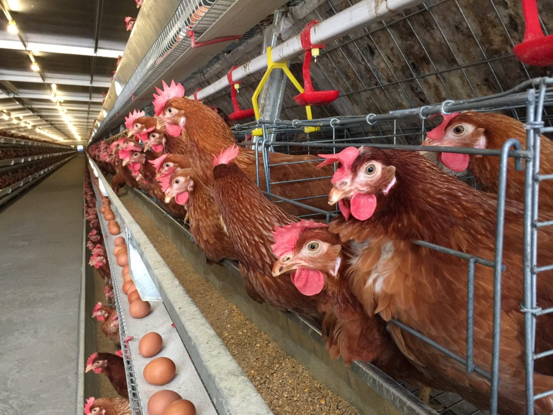 Rows of battery cages
