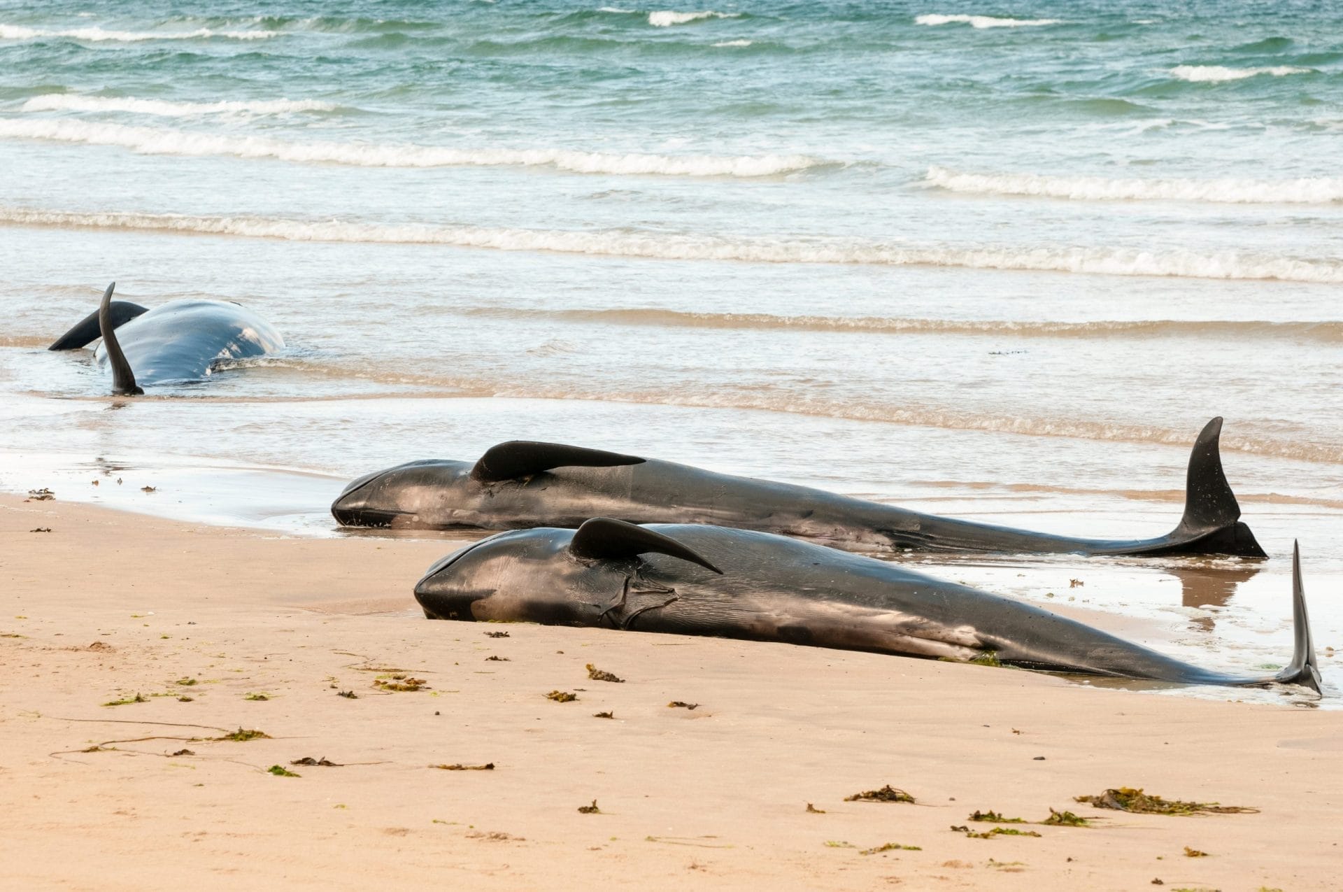 Beached Pilot Whales