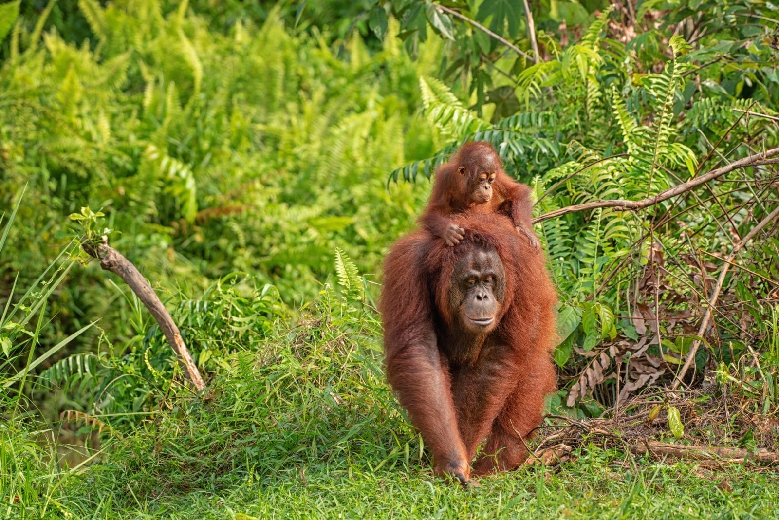 orangutan mother and baby