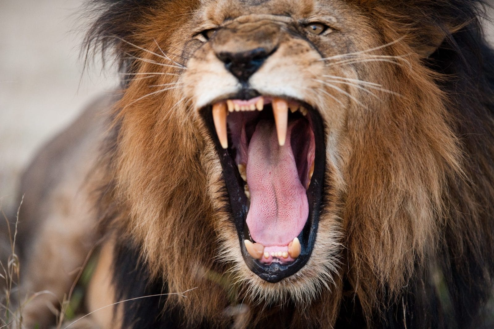 lion roaring