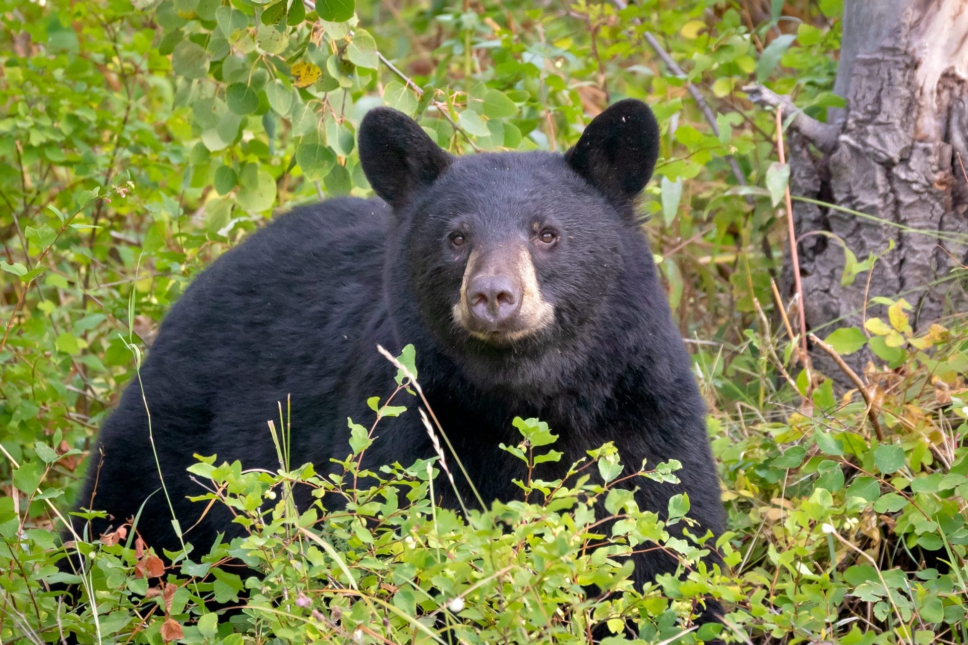 Black bear in forest