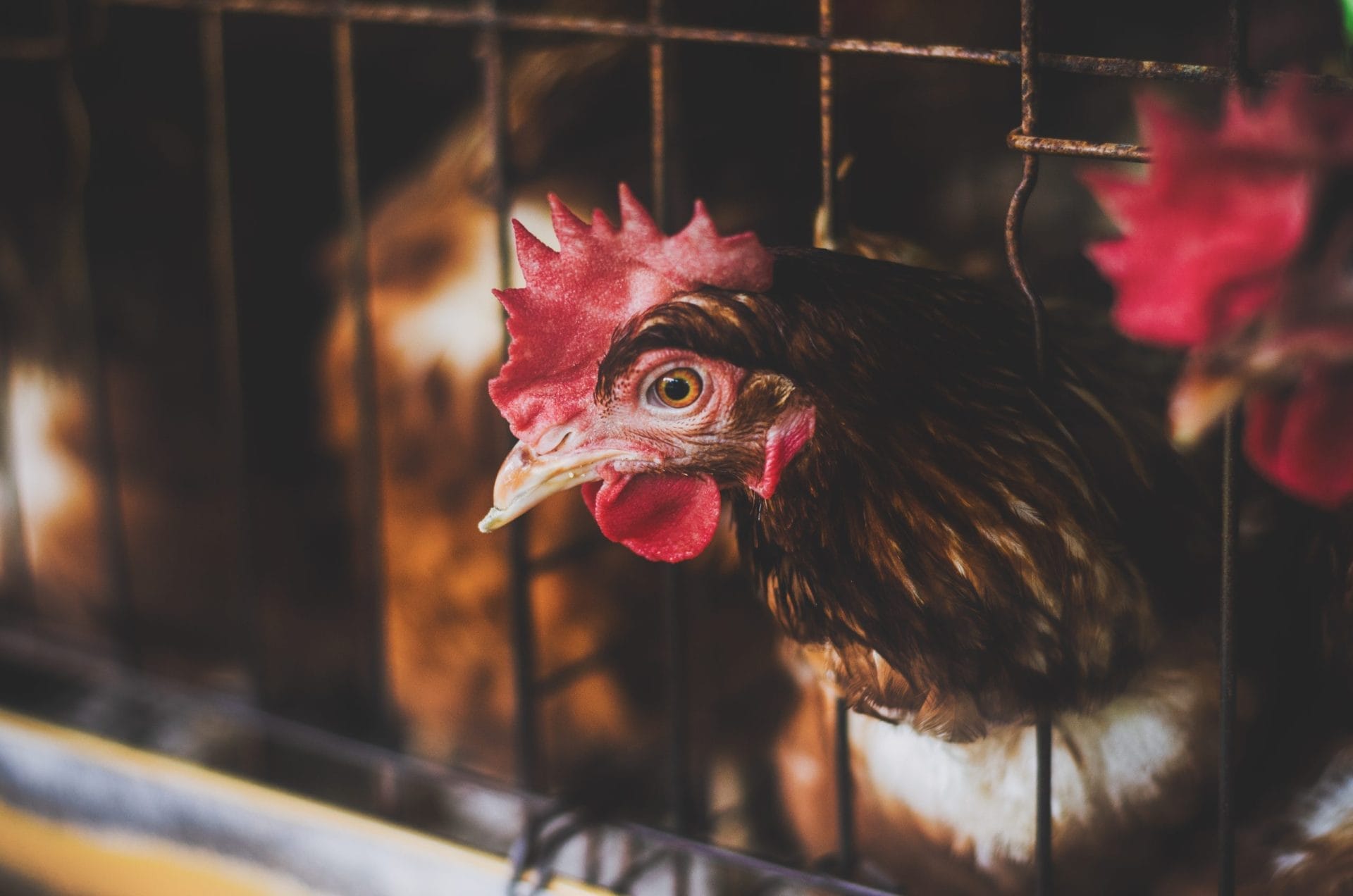 Chicken in an industrial farm