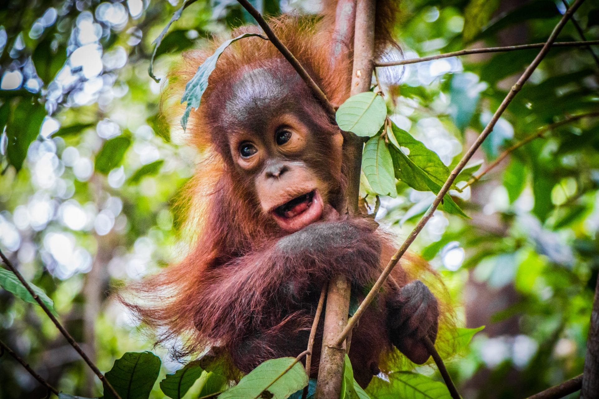 Baby orangutan