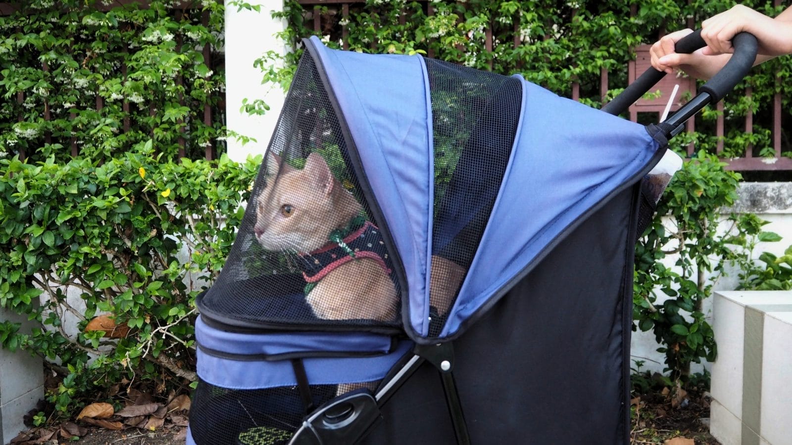 Cream colored cat in blue stroller