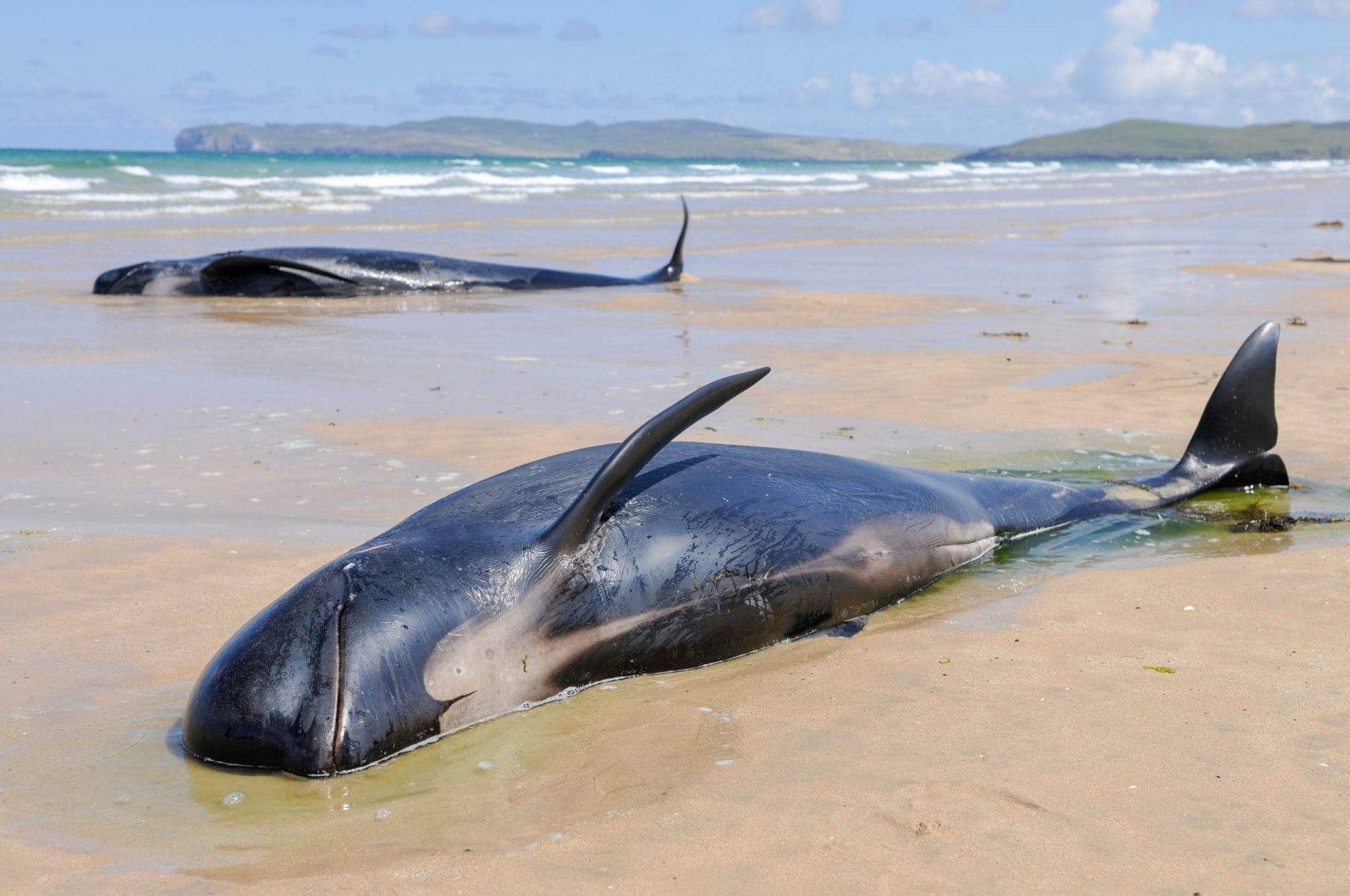 Beached pilot whales